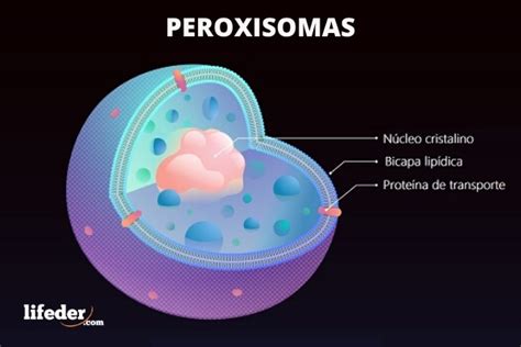 peroxisomas función